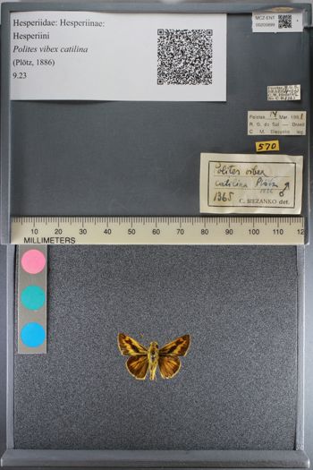 Media type: image;   Entomology 205899